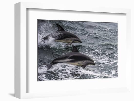 Dusky dolphin (Lagenorhynchus obscurus) jumping, Beagle Channel, Tierra del Fuego, Argentina, South-Michael Runkel-Framed Photographic Print