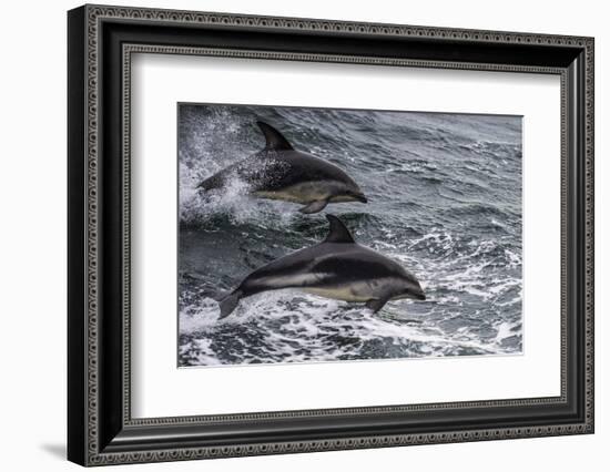 Dusky dolphin (Lagenorhynchus obscurus) jumping, Beagle Channel, Tierra del Fuego, Argentina, South-Michael Runkel-Framed Photographic Print