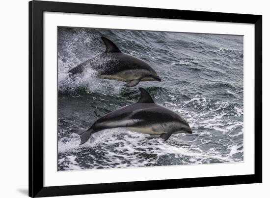 Dusky dolphin (Lagenorhynchus obscurus) jumping, Beagle Channel, Tierra del Fuego, Argentina, South-Michael Runkel-Framed Photographic Print