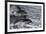 Dusky dolphin (Lagenorhynchus obscurus) jumping, Beagle Channel, Tierra del Fuego, Argentina, South-Michael Runkel-Framed Photographic Print
