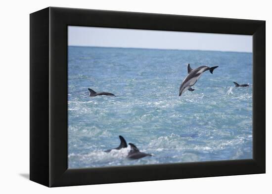 Dusky Dolphin Leaping-Paul Souders-Framed Premier Image Canvas