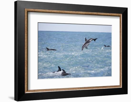 Dusky Dolphin Leaping-Paul Souders-Framed Photographic Print