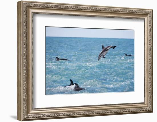 Dusky Dolphin Leaping-Paul Souders-Framed Photographic Print