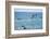 Dusky Dolphin Leaping-Paul Souders-Framed Photographic Print