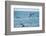 Dusky Dolphin Leaping-Paul Souders-Framed Photographic Print