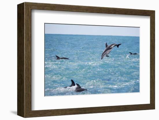 Dusky Dolphin Leaping-Paul Souders-Framed Photographic Print