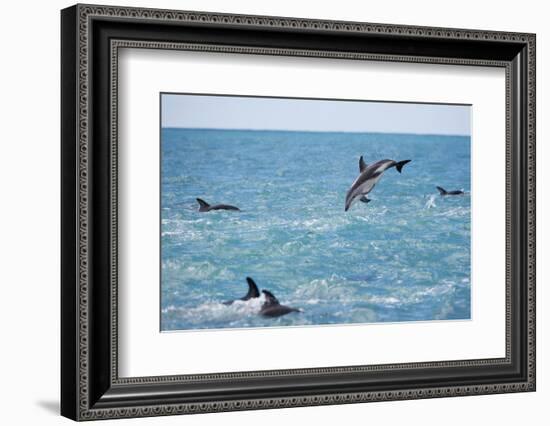 Dusky Dolphin Leaping-Paul Souders-Framed Photographic Print