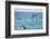 Dusky Dolphin Leaping-Paul Souders-Framed Photographic Print