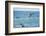 Dusky Dolphin Leaping-Paul Souders-Framed Photographic Print