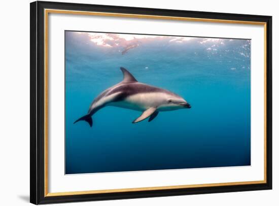 Dusky Dolphin Off of Kaikoura, New Zealand-James White-Framed Photographic Print