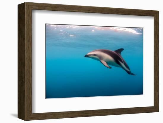 Dusky Dolphin Off of Kaikoura, New Zealand-James White-Framed Photographic Print