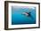 Dusky Dolphin Off of Kaikoura, New Zealand-James White-Framed Photographic Print