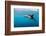 Dusky Dolphin Off of Kaikoura, New Zealand-James White-Framed Photographic Print