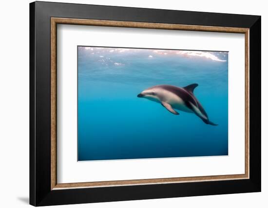 Dusky Dolphin Off of Kaikoura, New Zealand-James White-Framed Photographic Print