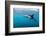 Dusky Dolphin Off of Kaikoura, New Zealand-James White-Framed Photographic Print