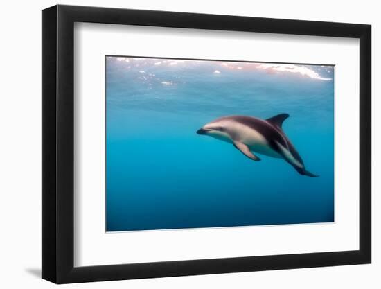 Dusky Dolphin Off of Kaikoura, New Zealand-James White-Framed Photographic Print