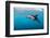 Dusky Dolphin Off of Kaikoura, New Zealand-James White-Framed Photographic Print