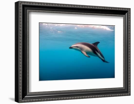 Dusky Dolphin Off of Kaikoura, New Zealand-James White-Framed Photographic Print