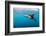 Dusky Dolphin Off of Kaikoura, New Zealand-James White-Framed Photographic Print