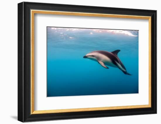 Dusky Dolphin Off of Kaikoura, New Zealand-James White-Framed Photographic Print