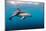 Dusky Dolphin Off of Kaikoura, New Zealand-James White-Mounted Photographic Print