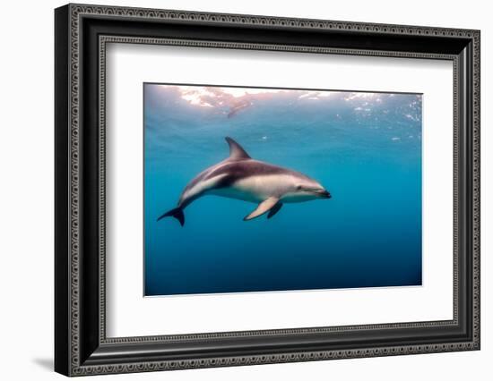 Dusky Dolphin Off of Kaikoura, New Zealand-James White-Framed Photographic Print