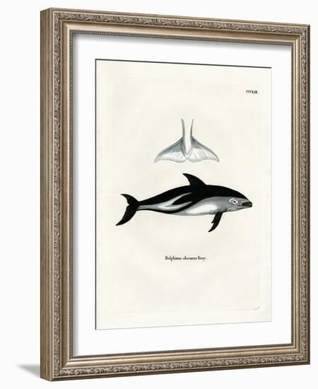 Dusky Dolphin-null-Framed Giclee Print