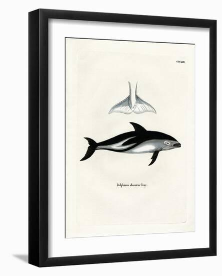 Dusky Dolphin-null-Framed Giclee Print