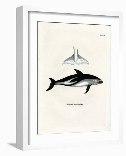 Dusky Dolphin-null-Framed Giclee Print