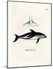 Dusky Dolphin-null-Mounted Giclee Print