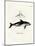 Dusky Dolphin-null-Mounted Giclee Print