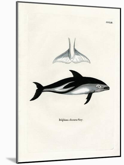 Dusky Dolphin-null-Mounted Giclee Print