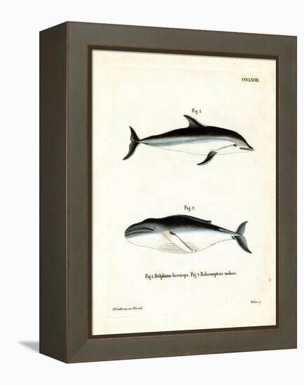 Dusky Dolphin-null-Framed Premier Image Canvas