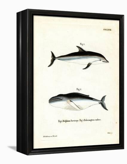 Dusky Dolphin-null-Framed Premier Image Canvas