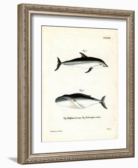 Dusky Dolphin-null-Framed Giclee Print