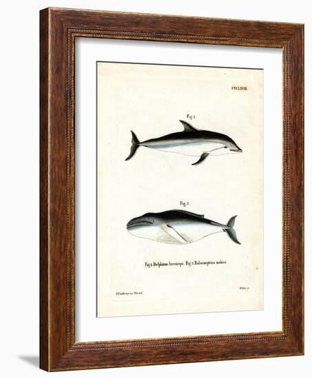 Dusky Dolphin-null-Framed Giclee Print