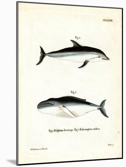 Dusky Dolphin-null-Mounted Giclee Print