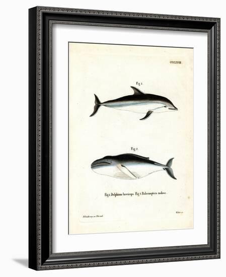 Dusky Dolphin-null-Framed Giclee Print