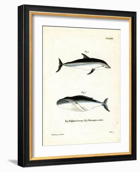 Dusky Dolphin-null-Framed Giclee Print