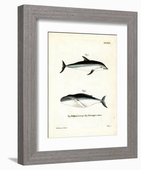 Dusky Dolphin-null-Framed Premium Giclee Print