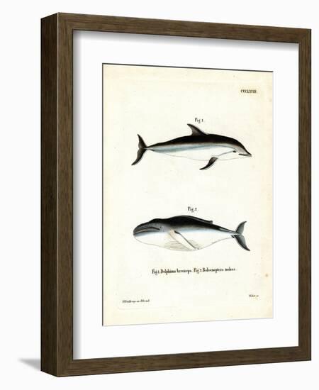 Dusky Dolphin-null-Framed Premium Giclee Print