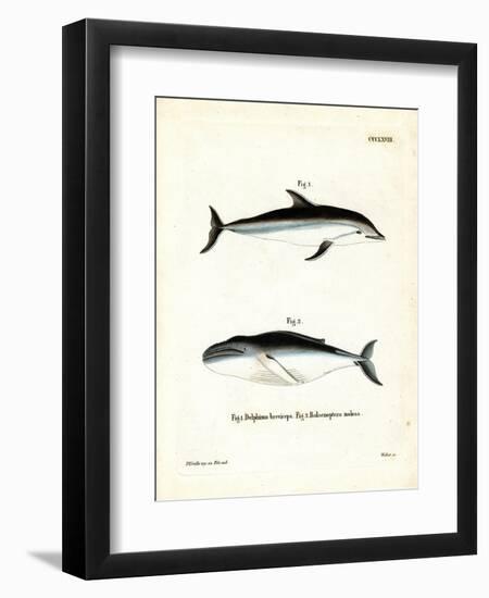 Dusky Dolphin-null-Framed Premium Giclee Print