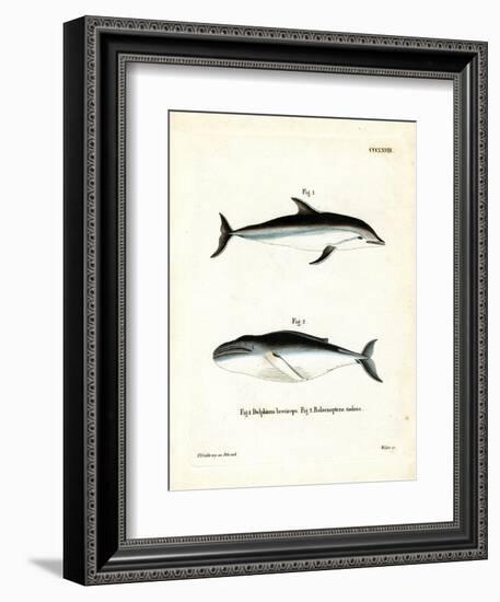 Dusky Dolphin-null-Framed Premium Giclee Print