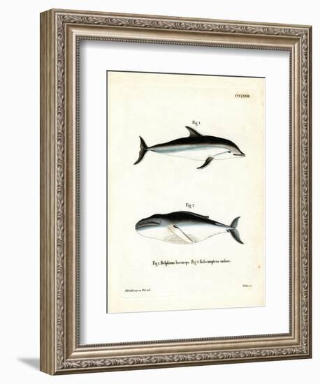 Dusky Dolphin-null-Framed Giclee Print