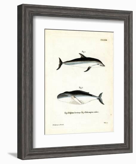 Dusky Dolphin-null-Framed Giclee Print