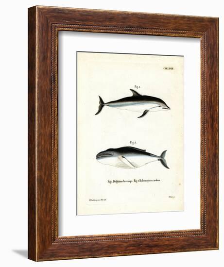 Dusky Dolphin-null-Framed Giclee Print