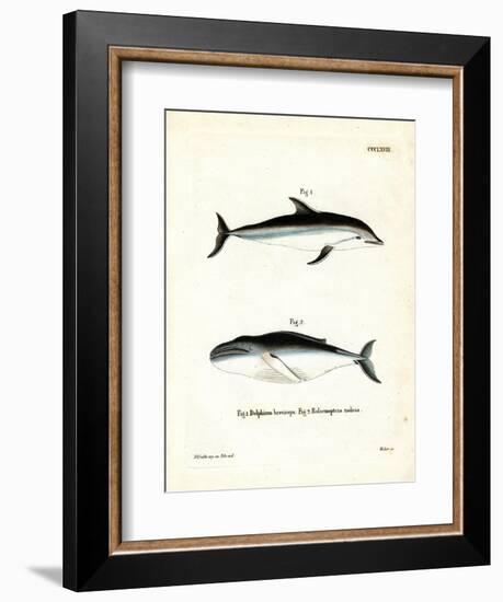 Dusky Dolphin-null-Framed Giclee Print