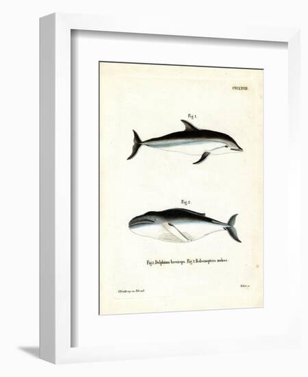 Dusky Dolphin--Framed Giclee Print