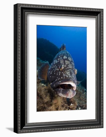 Dusky Grouper (Epinephelus Marginatus) Lavezzi Islands, Corsica, France, September-Pitkin-Framed Photographic Print