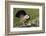 Dusky Grouse, Courtship Display-Ken Archer-Framed Photographic Print